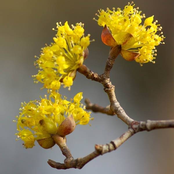 Promesse de Fleurs - Cornus mas - Cornouiller mâle Pot de 12L/15L