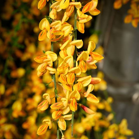 Promesse de Fleurs - Cytisus scoparius Apricot Gem - Genêt à balais Pot de 2L/3L - Image 1