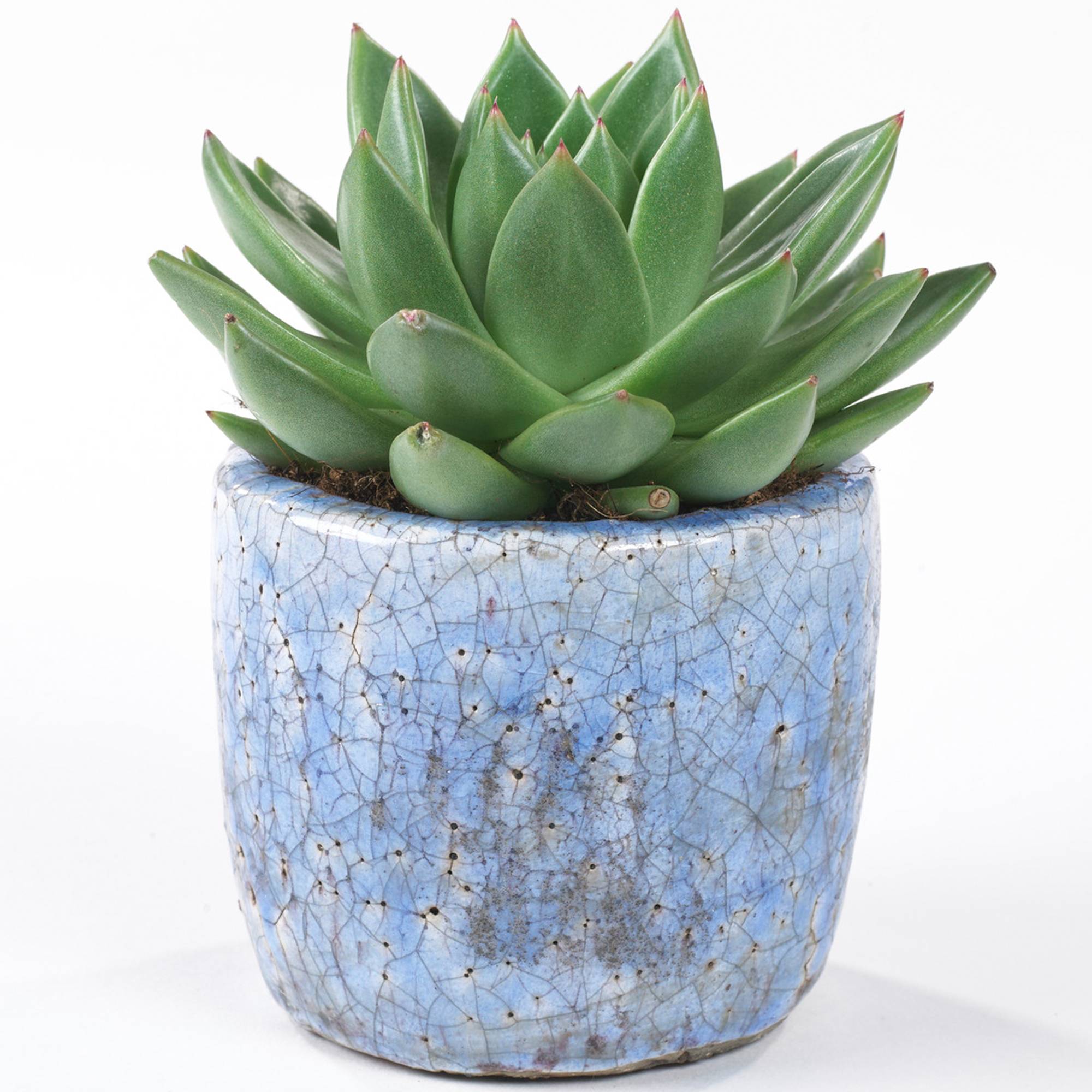 Gardenersdream - Echeveria Miranda Plante Succulente En Pot 10-20 Cm Pour Le Bureau En Promo À Offrir En Cadeau - GardenersDream - Image 1