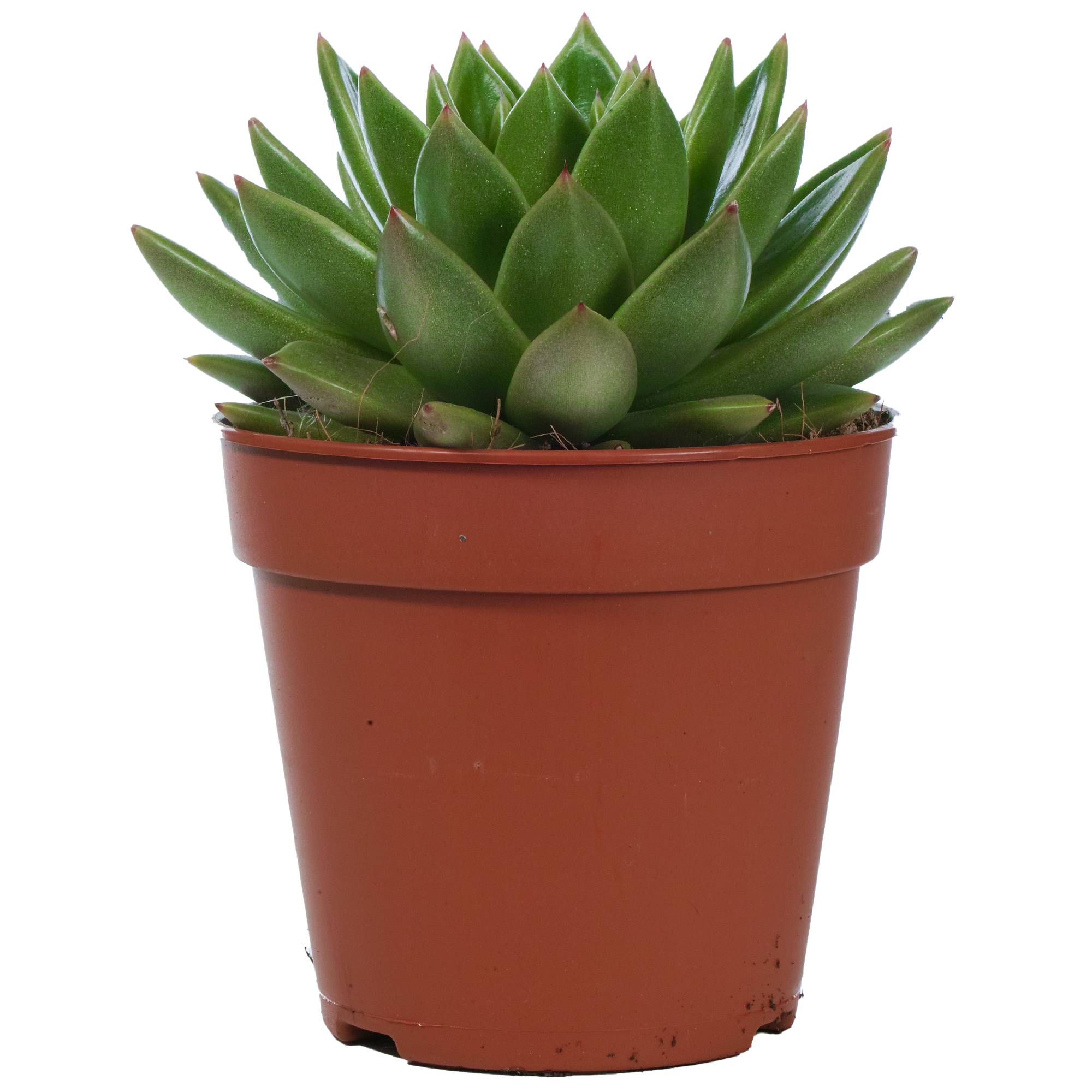 Gardenersdream - Echeveria Miranda Plante Succulente En Pot 10-20 Cm Pour Le Bureau En Promo À Offrir En Cadeau - GardenersDream - Image 2