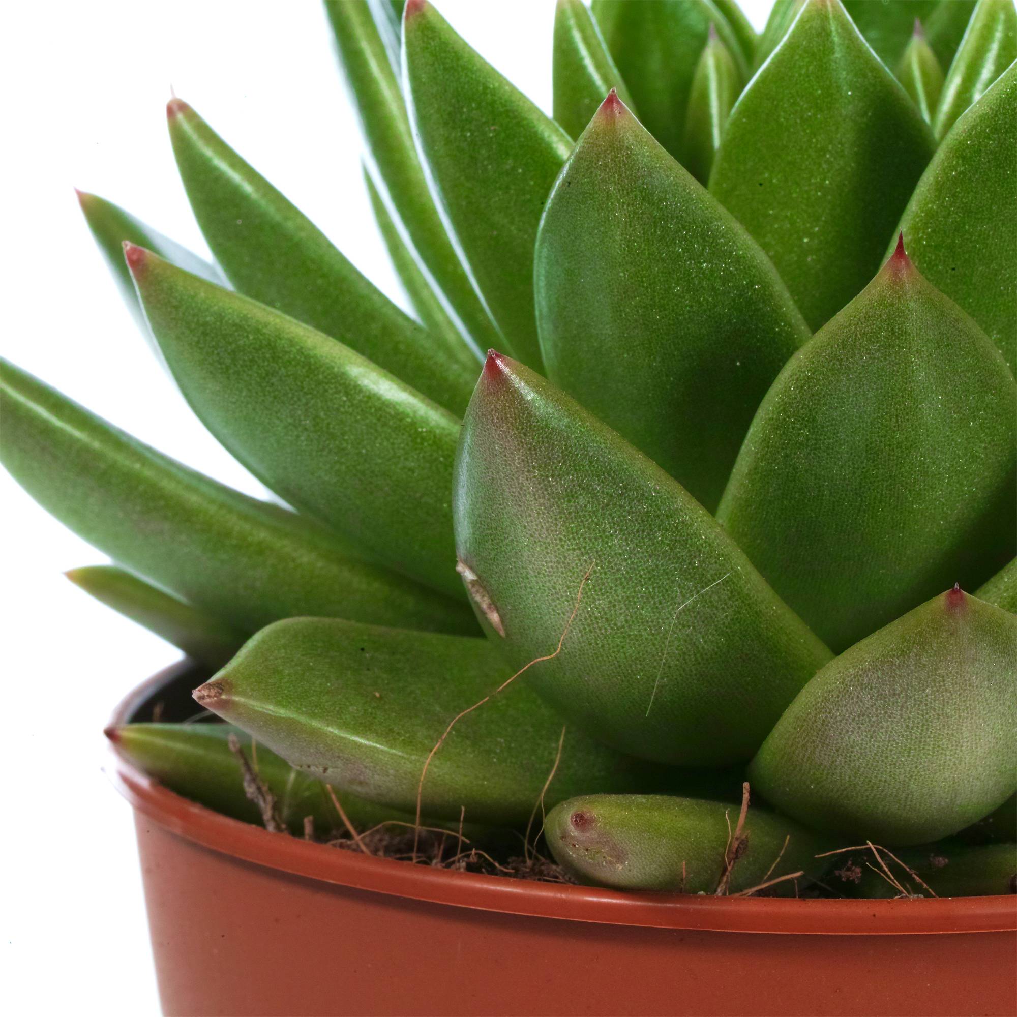 Gardenersdream - Echeveria Miranda Plante Succulente En Pot 10-20 Cm Pour Le Bureau En Promo À Offrir En Cadeau - GardenersDream - Image 3