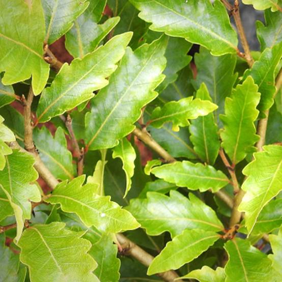 Promesse de Fleurs - Fagus sylvatica Sandrode - Hêtre nain Pot de 4L/5L