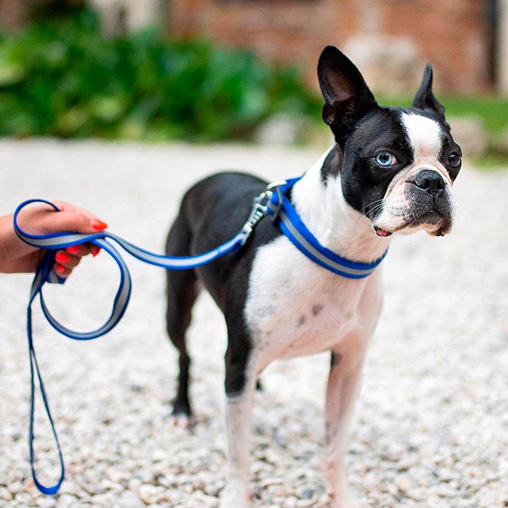 Ferplast - Collier Réfléchissant pour Chiens CLUB REFLEX C20/56 en Nylon avec Boucle Magnétique, idéal pour les promenades en soirée - Image 3