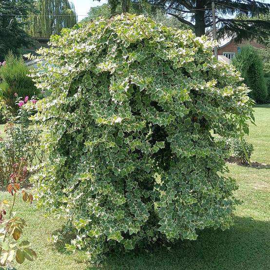 Hedera Helix Glacier - D11 H40cm - Image 5