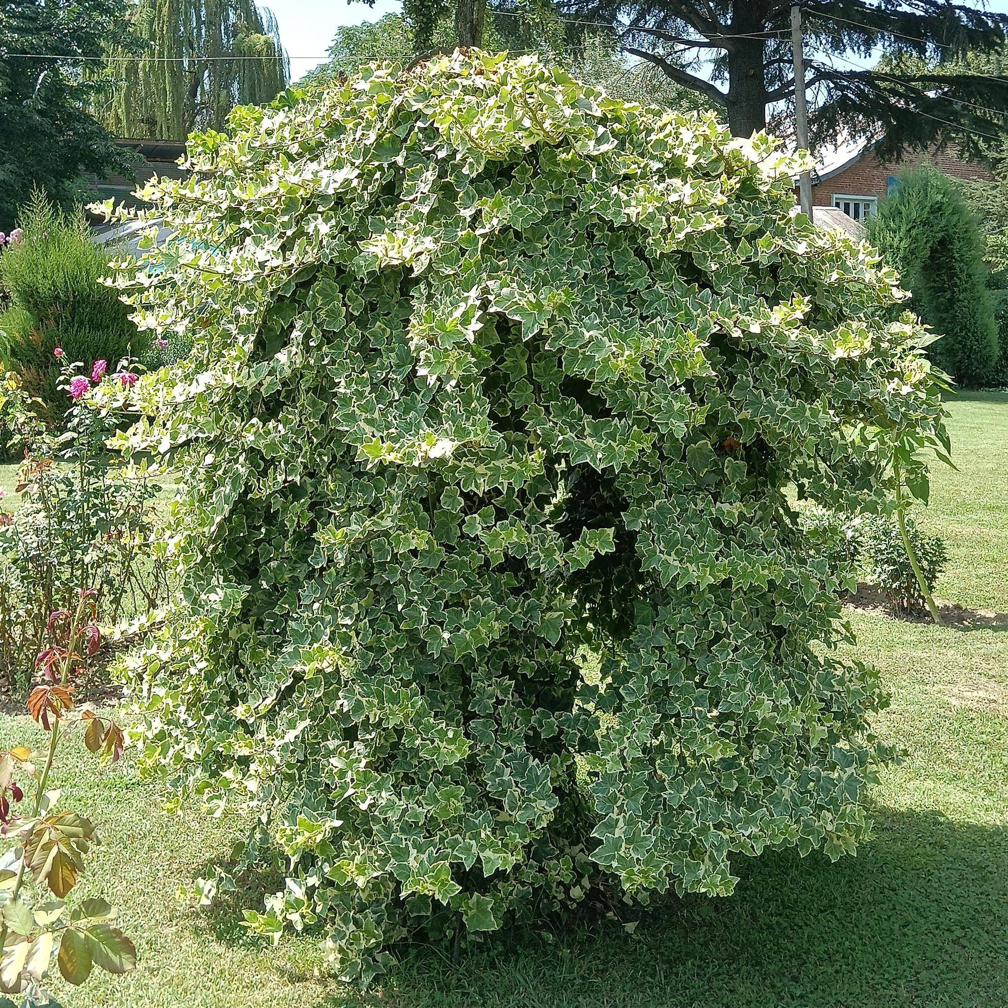 Hedera Helix Glacier - D11 H40cm - Image 5