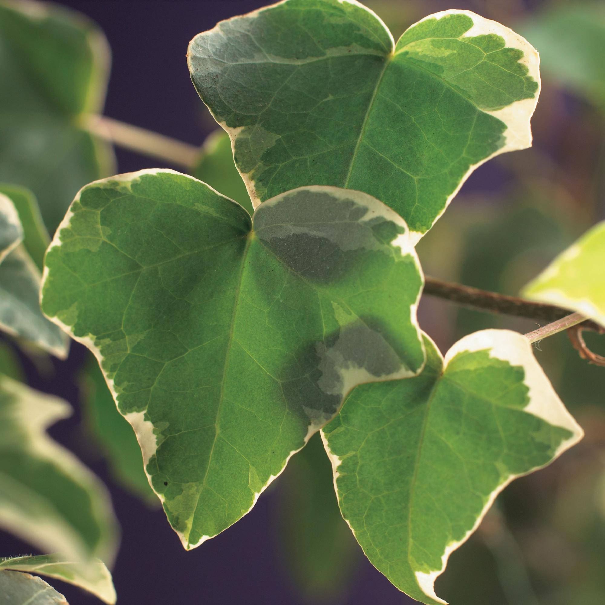 Hedera Helix Glacier - D11 H40cm - Image 4