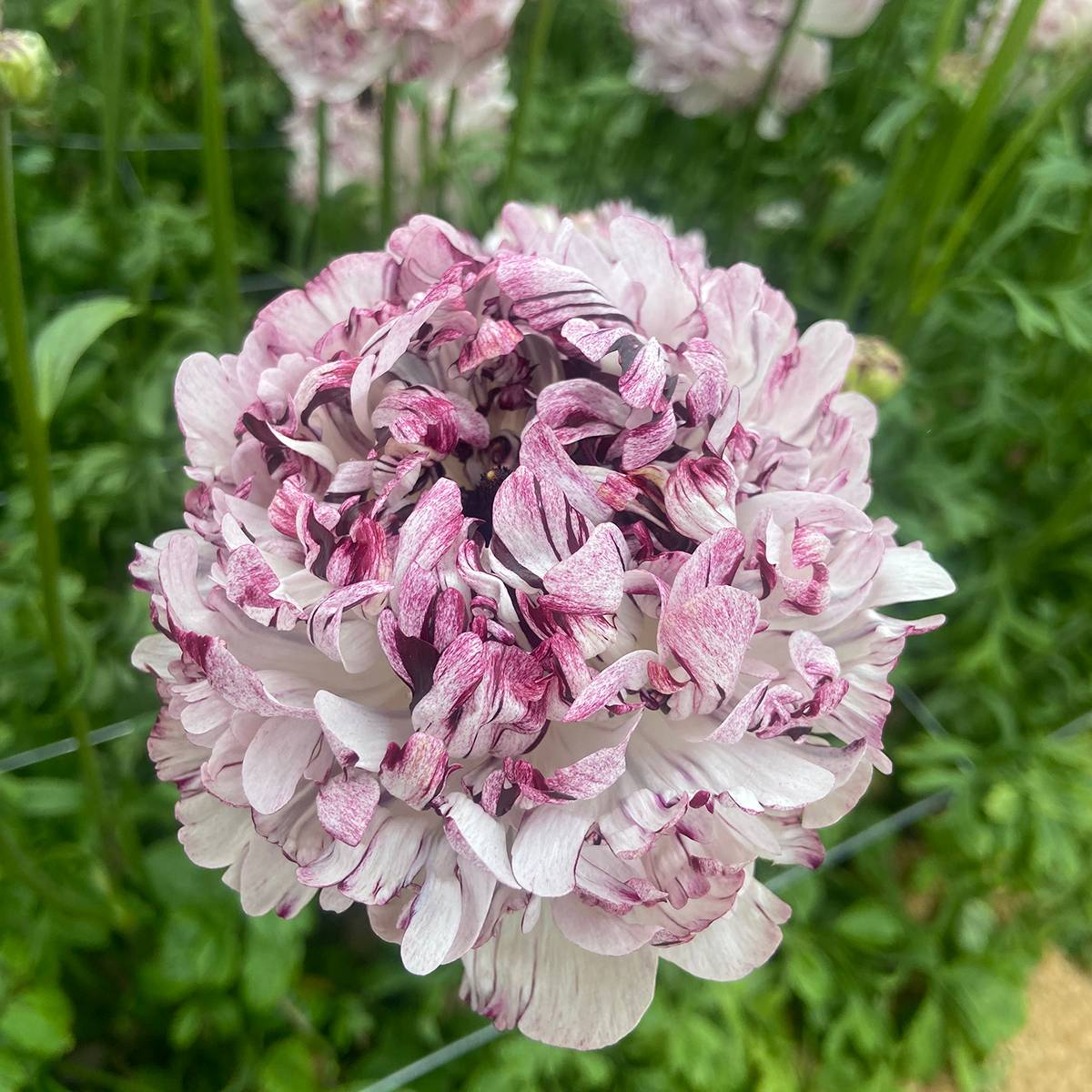 Promesse de Fleurs - Renoncule des fleuristes Brushmark Seti – Ranunculus asiaticus Bulbe calibre 8+