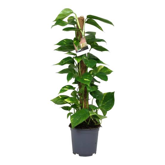 La Green Touch - Scindapsus Epipremnum - D19 H80cm - Image 1