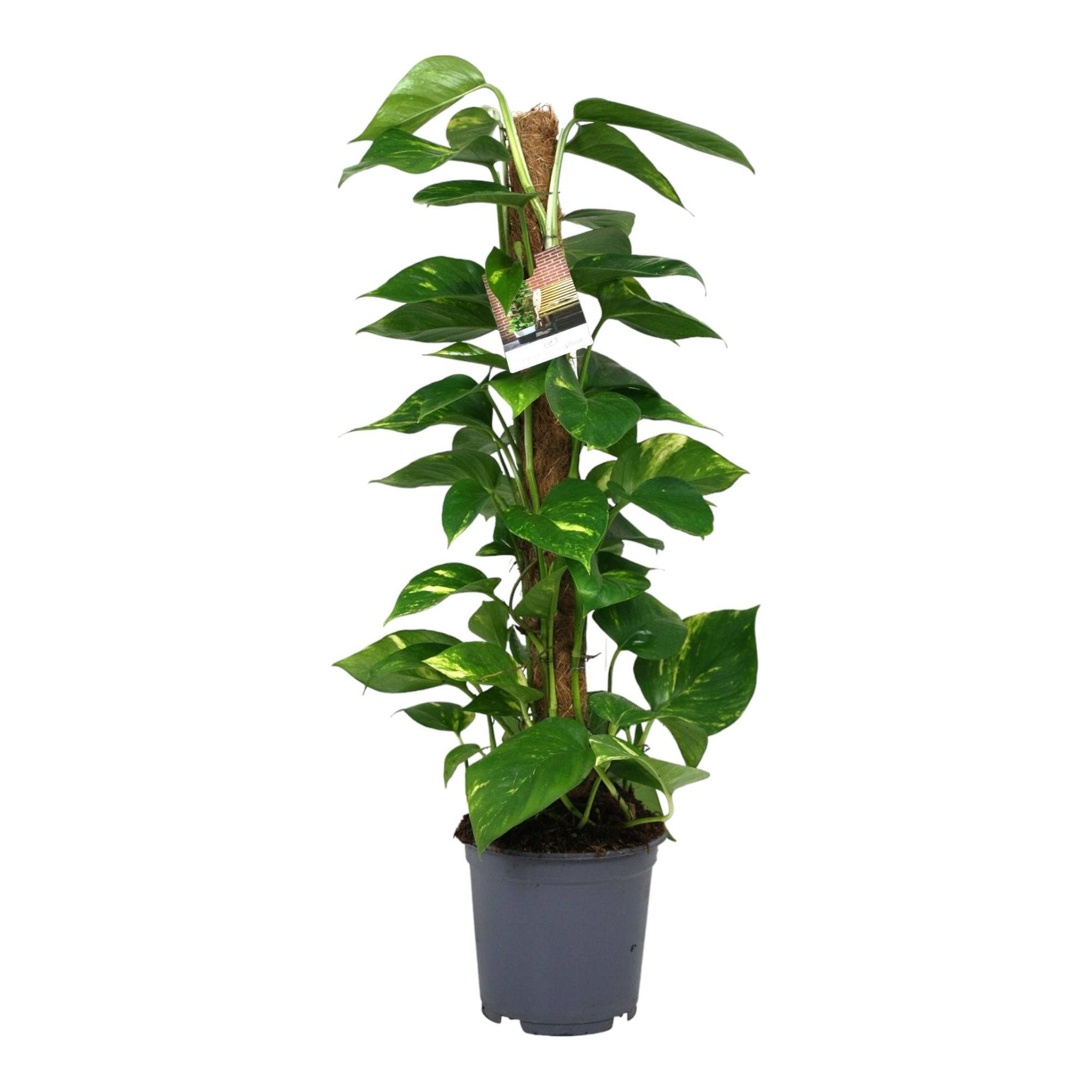 La Green Touch - Scindapsus Epipremnum - D19 H80cm - Image 1