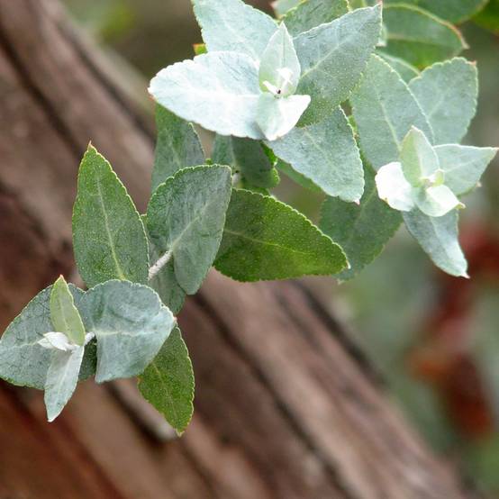 Eucalyptus crenulata - Gommier crénelé Pot de 4L/5L, Pot anti-chignon - Image 1