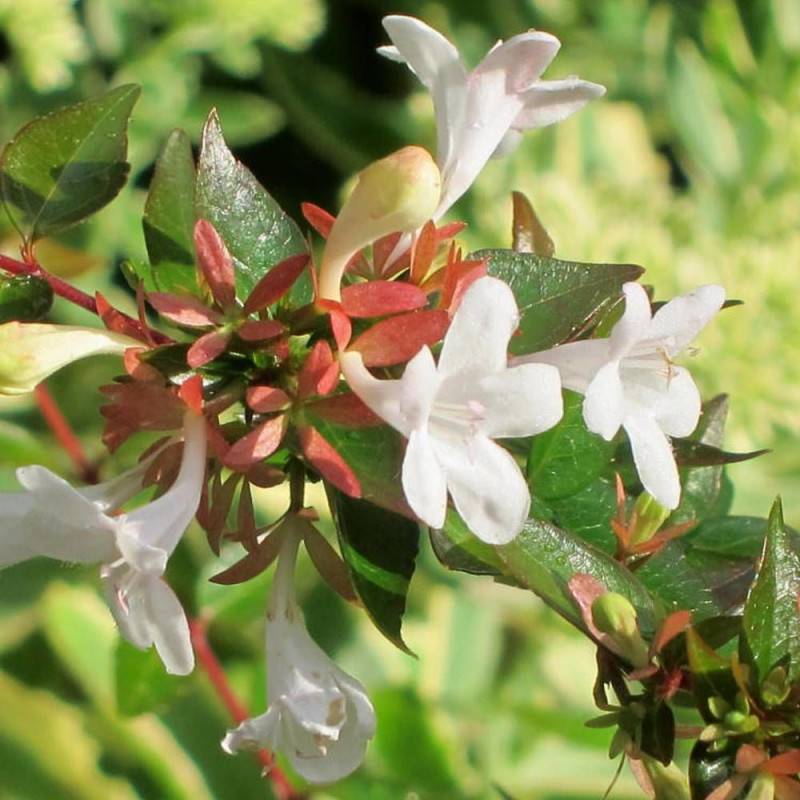 Abelia Francis Mason, Abélia à grandes fleurs à fleurs Rose - feuillage Persistant - Pot de 3L - 20/40 cm-  hauteur à maturité De 1,00 m à 1,50 m - Image 1