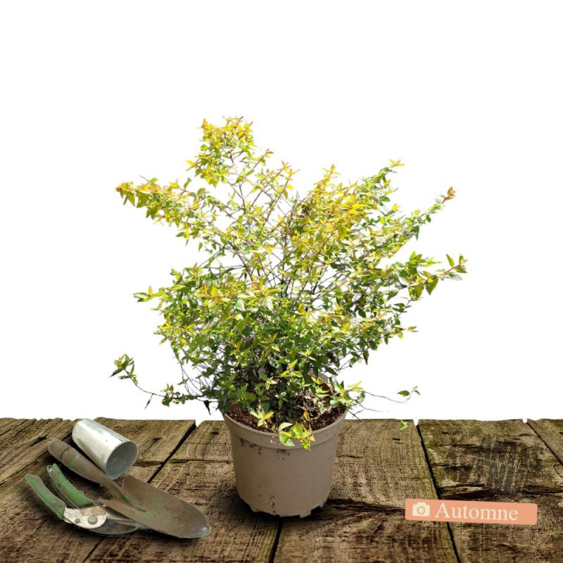 Abelia Francis Mason, Abélia à grandes fleurs à fleurs Rose - feuillage Persistant - Pot de 3L - 20/40 cm-  hauteur à maturité De 1,00 m à 1,50 m - Image 2