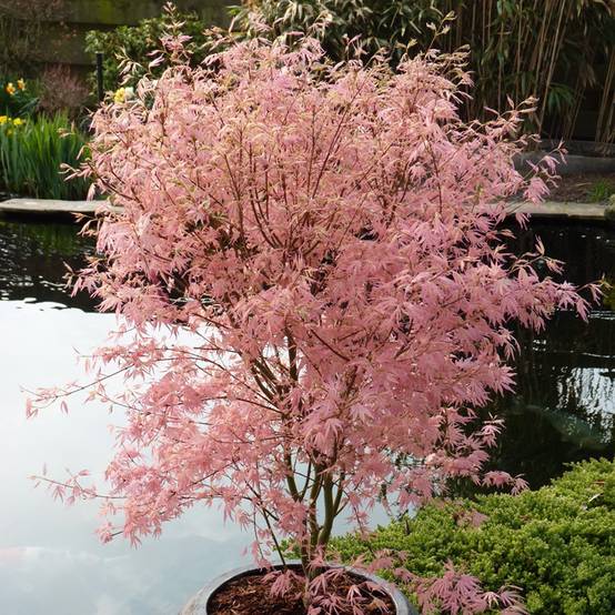 Erable du Japon - Acer palmatum Taylor Pot de 3L/4L