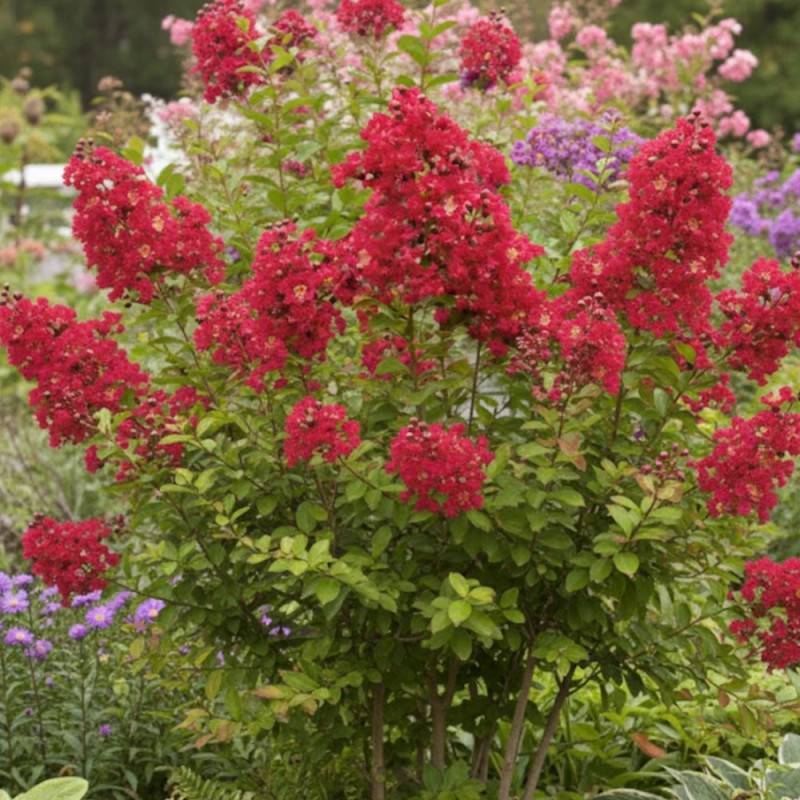 Lilas des Indes Terrasse Rouge, Lagerstroemia à fleurs Rouge/ - feuillage Caduc - Pot de 3L - Touffe - Image 3