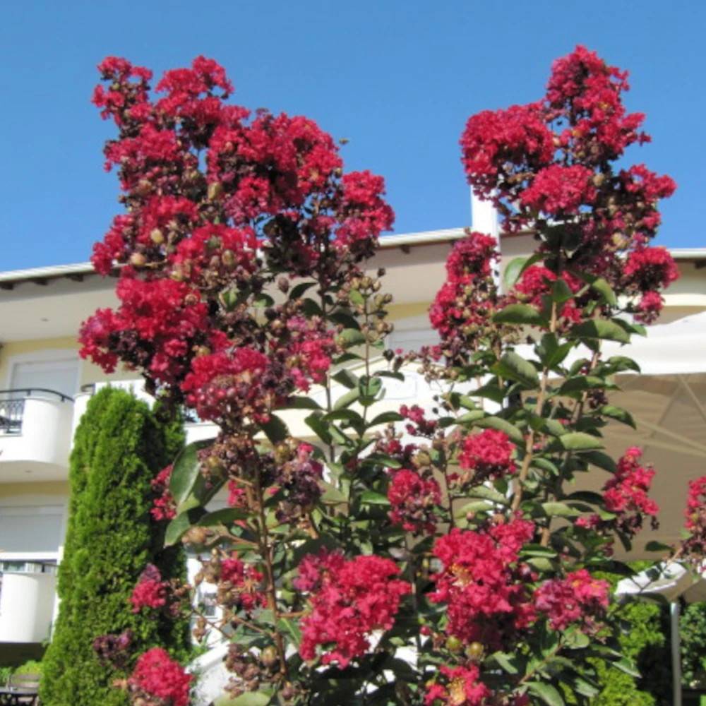 Lilas des Indes Terrasse Rouge, Lagerstroemia à fleurs Rouge/ - feuillage Caduc - Pot de 3L - Touffe - Image 1