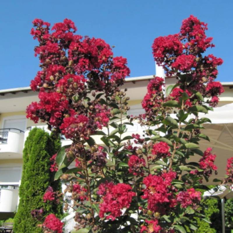 Lilas des Indes Terrasse Rouge, Lagerstroemia à fleurs Rouge/ - feuillage Caduc - Pot de 3L - Touffe - Image 2