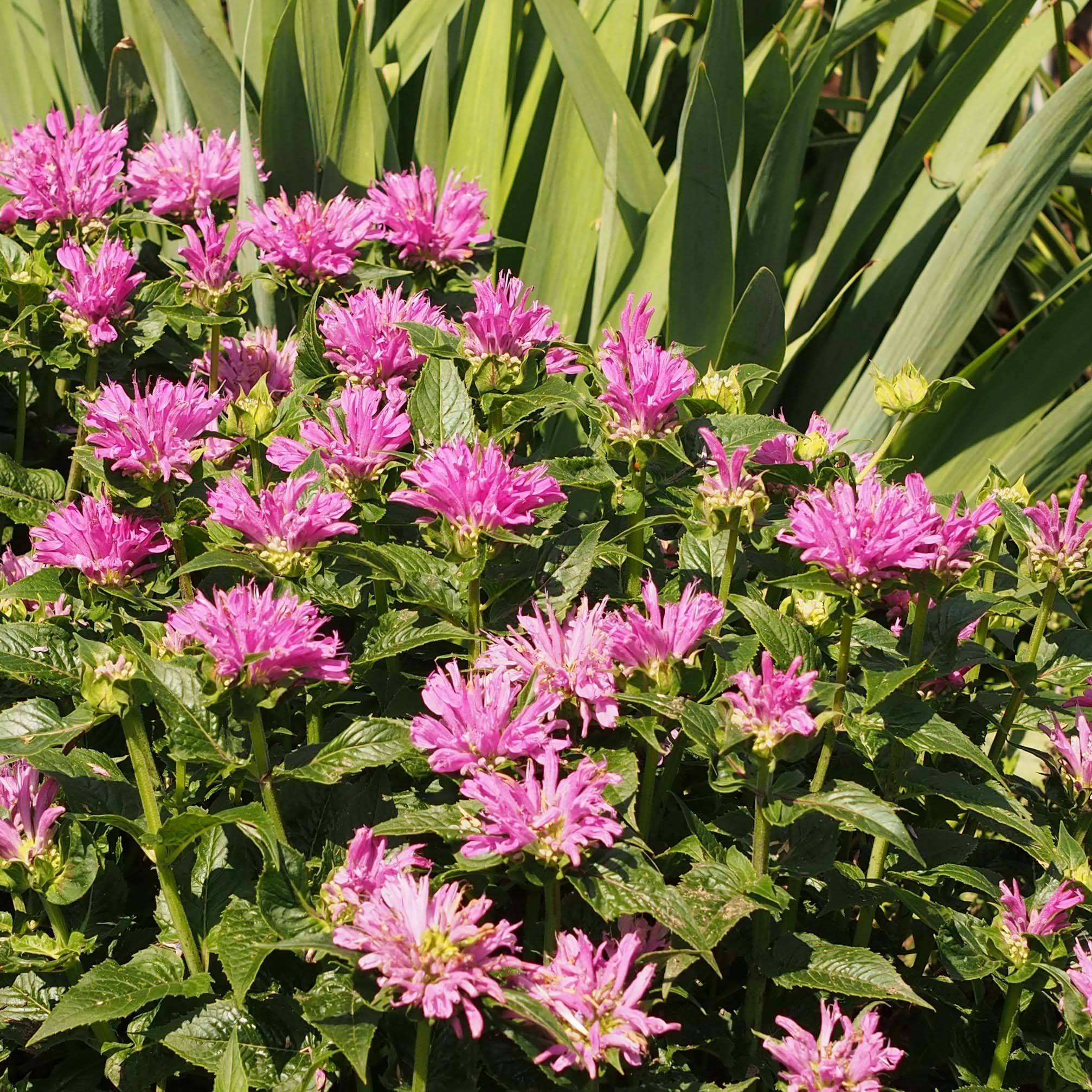 Monarde Petite Delight - Bergamote naine, rose franc. Godet de 8/9 cm