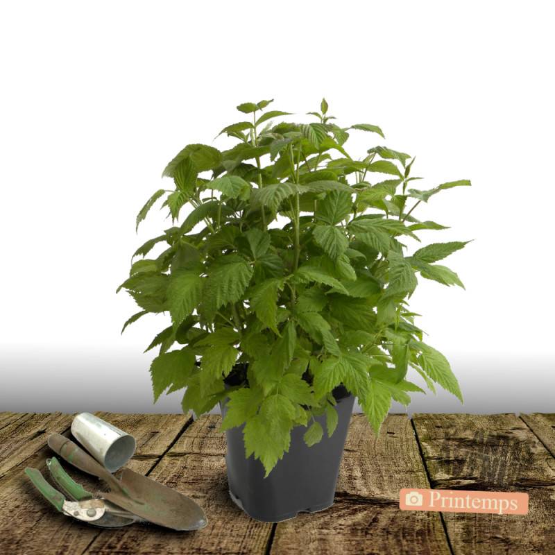 Framboisier Heritage - Excellent rendement - Pot de 5L - 40/80 cm - De 1,00 m à 1,50 m - Image 4