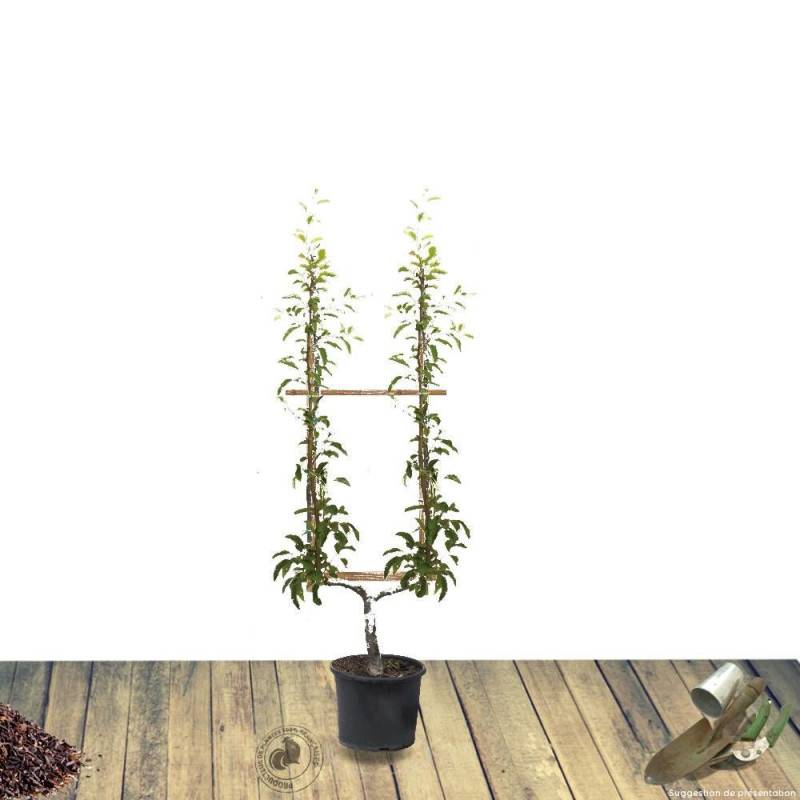 Poirier Duchesse D'angoulème - Bon rendement - Pot de 15L - 1/2 tige - 150/175 cm - De 3,00 m à 5,00 m - Image 10