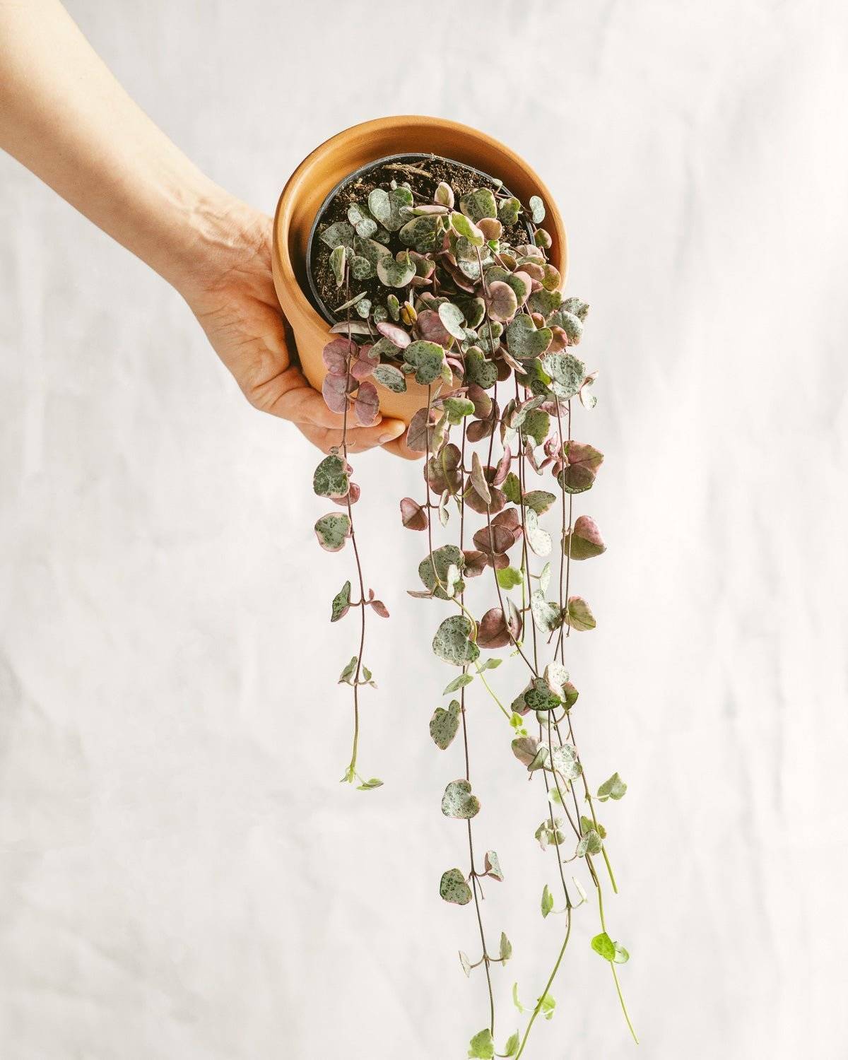 La Green Touch - Ceropegia Woodii Variegata 15cm - Plante d'intérieur- La Green Touch - Image 2