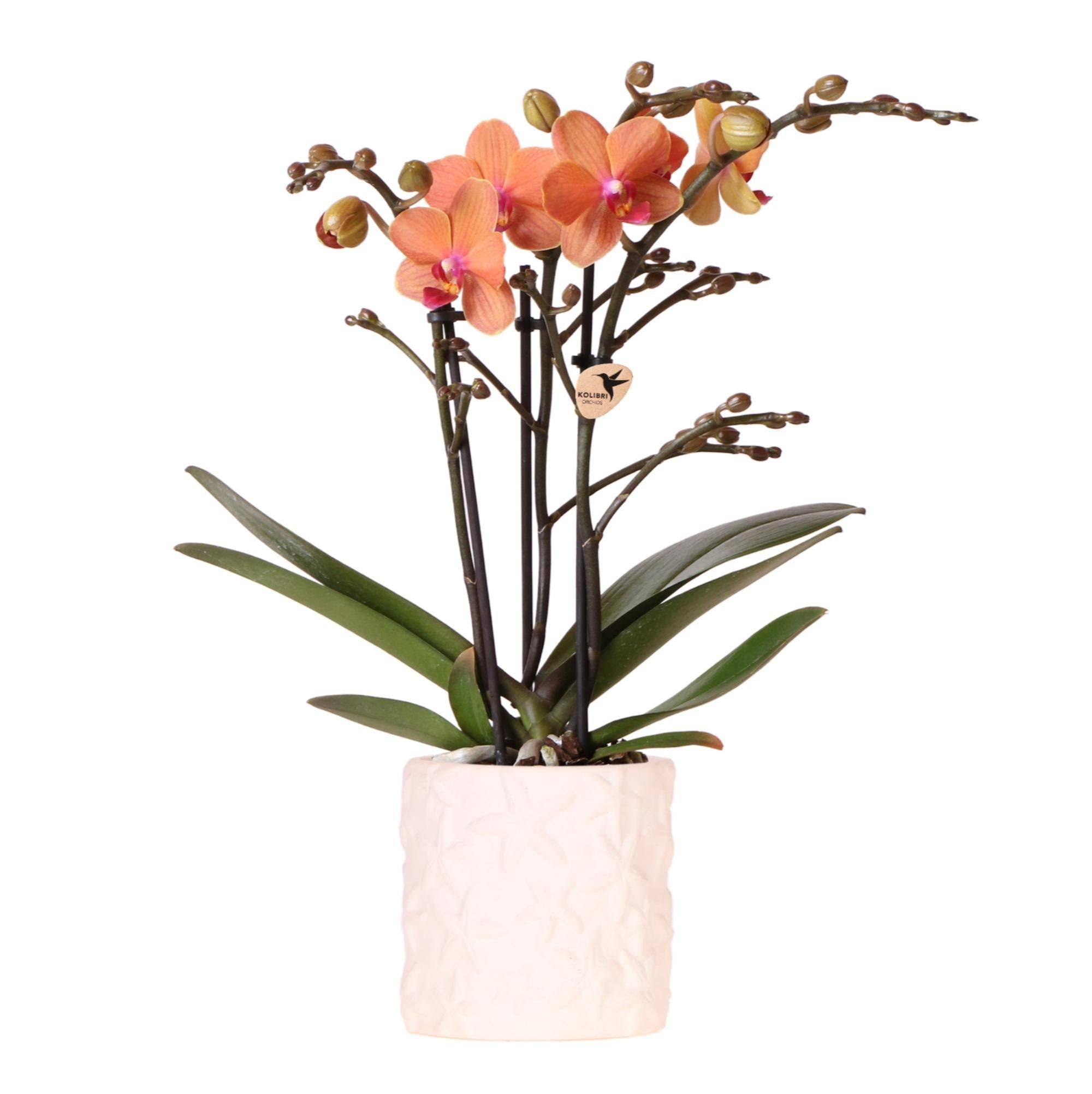 Orchidée Corail et son pot- La Green Touch Blanc - Hauteur 35cm - Image 1