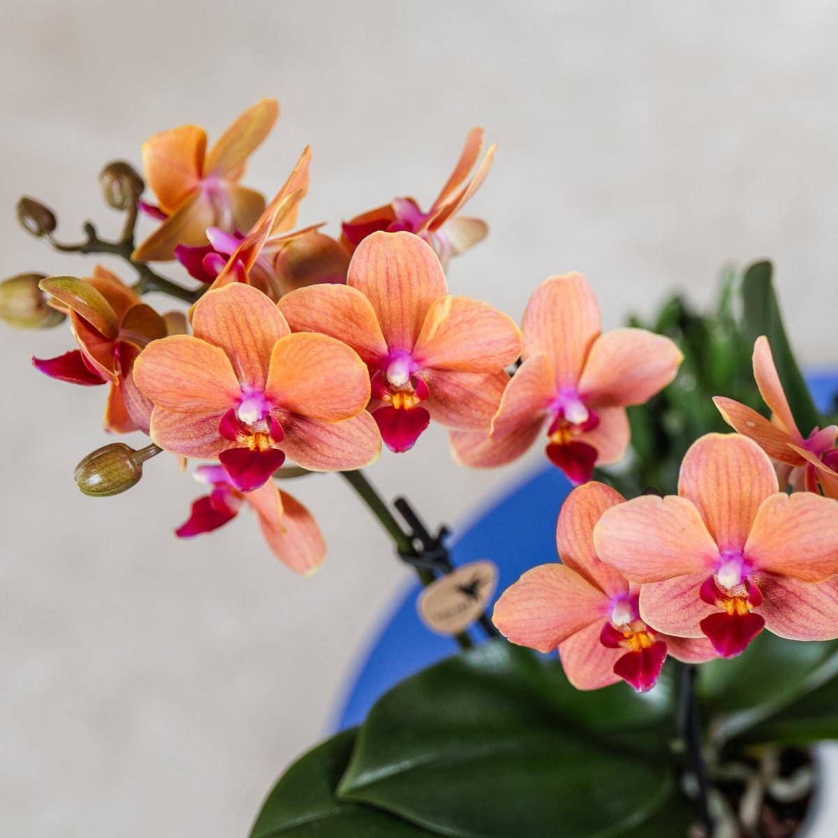 Orchidée Corail et son pot- La Green Touch Blanc - Hauteur 35cm - Image 4