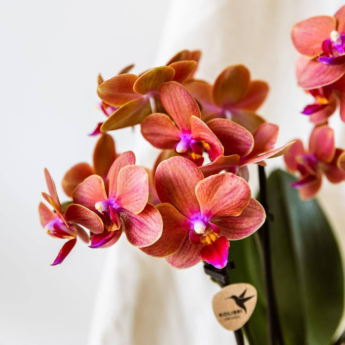 Orchidée Corail et son pot- La Green Touch Blanc - Hauteur 35cm - Image 5
