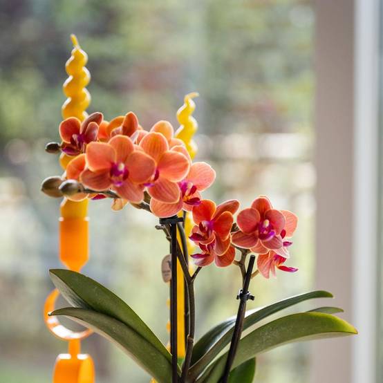 Orchidée Corail et son pot- La Green Touch Blanc - Hauteur 35cm - Image 3
