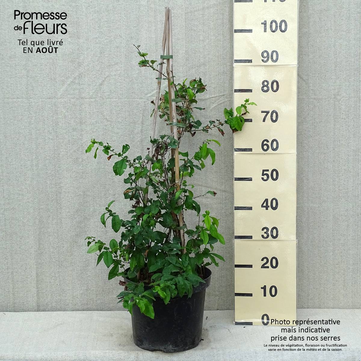 Promesse de Fleurs - Cognassier du Japon Yukigoten - Chaenomeles speciosa Pot de 7,5L/10L - Image 2