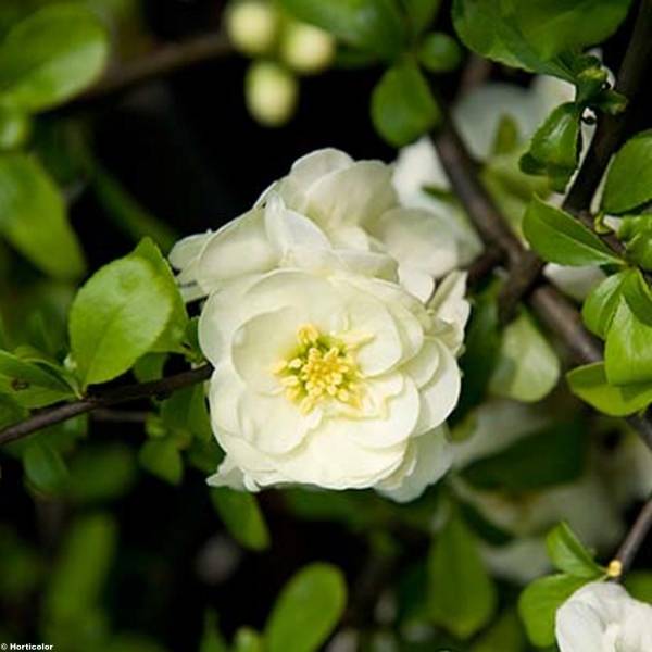 Promesse de Fleurs - Cognassier du Japon Yukigoten  - Chaenomeles speciosa Pot de 7,5L/10L - Image 1