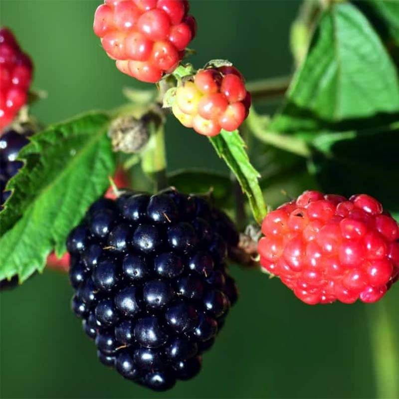 Mûre sans épines Loganberry - Mûre-framboise Pot de 1,5L/2L, Touffe