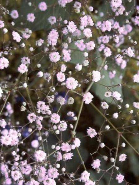 Promesse de Fleurs - Gypsophila Rosenschleier - Gypsophile Rosy Veil Pot de 2L/3L - Image 2