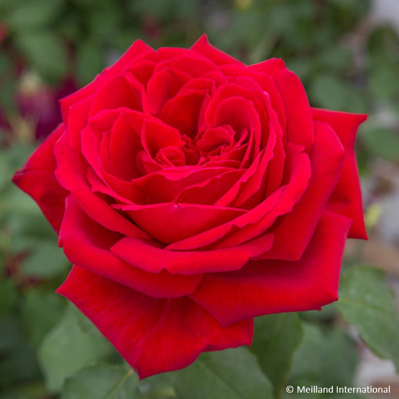 Promesse de Fleurs - Rosier grimpant Botero Racines nues en motte