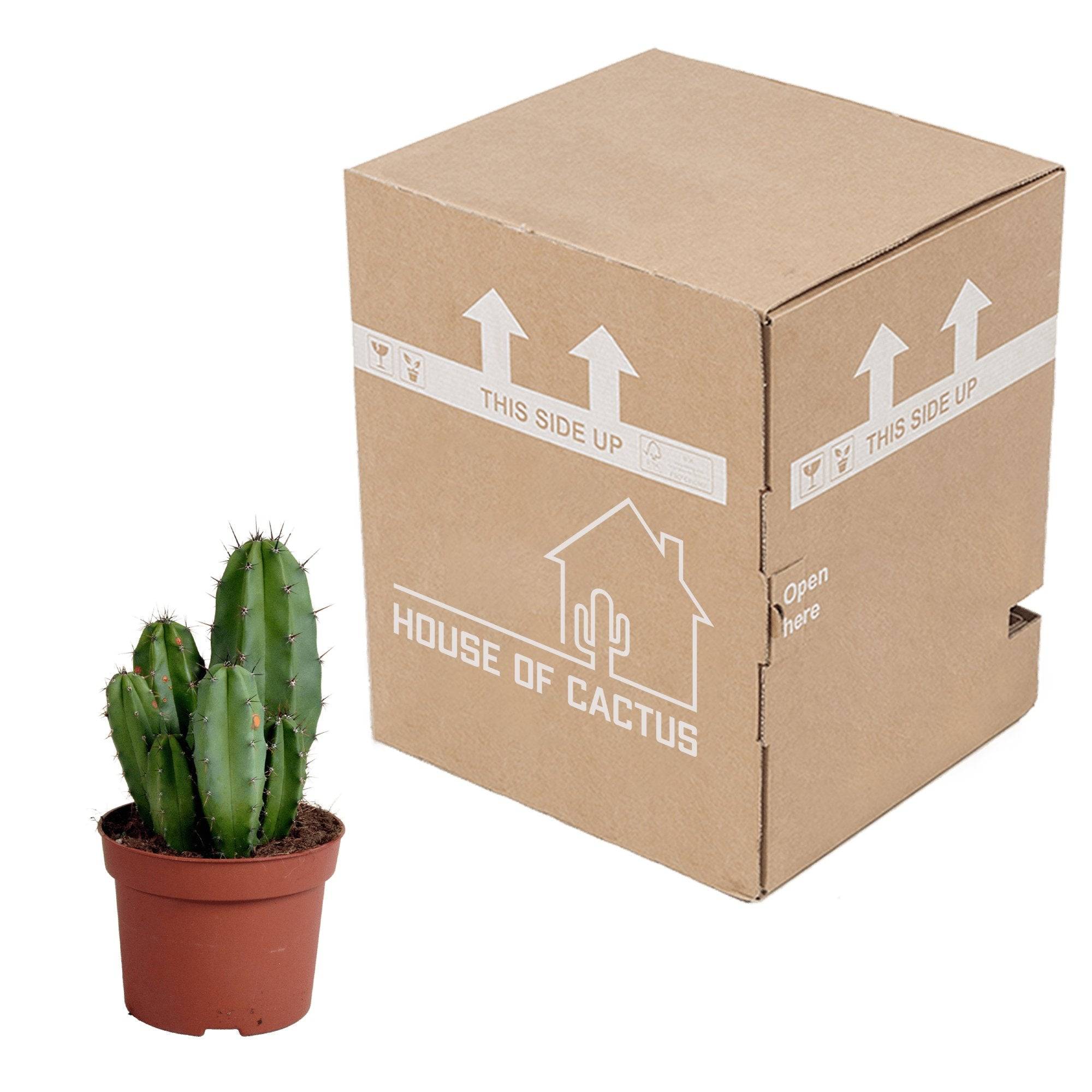 Polaskia Chula - Cactus Colonnaire d'Intérieur- La Green Touch - Image 3