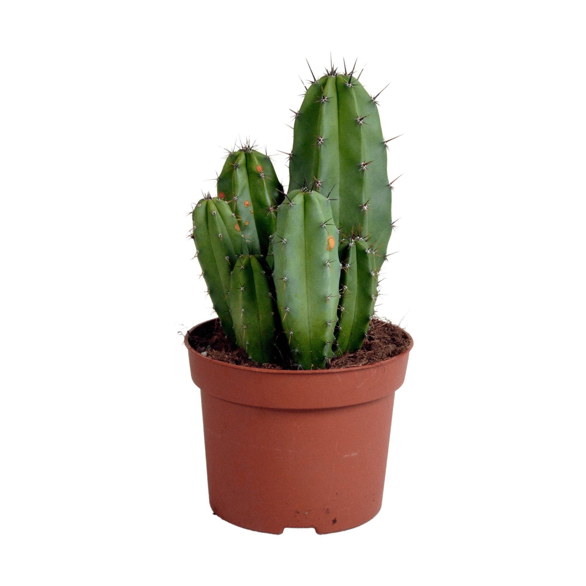 Polaskia Chula - Cactus Colonnaire d'Intérieur- La Green Touch - Image 1