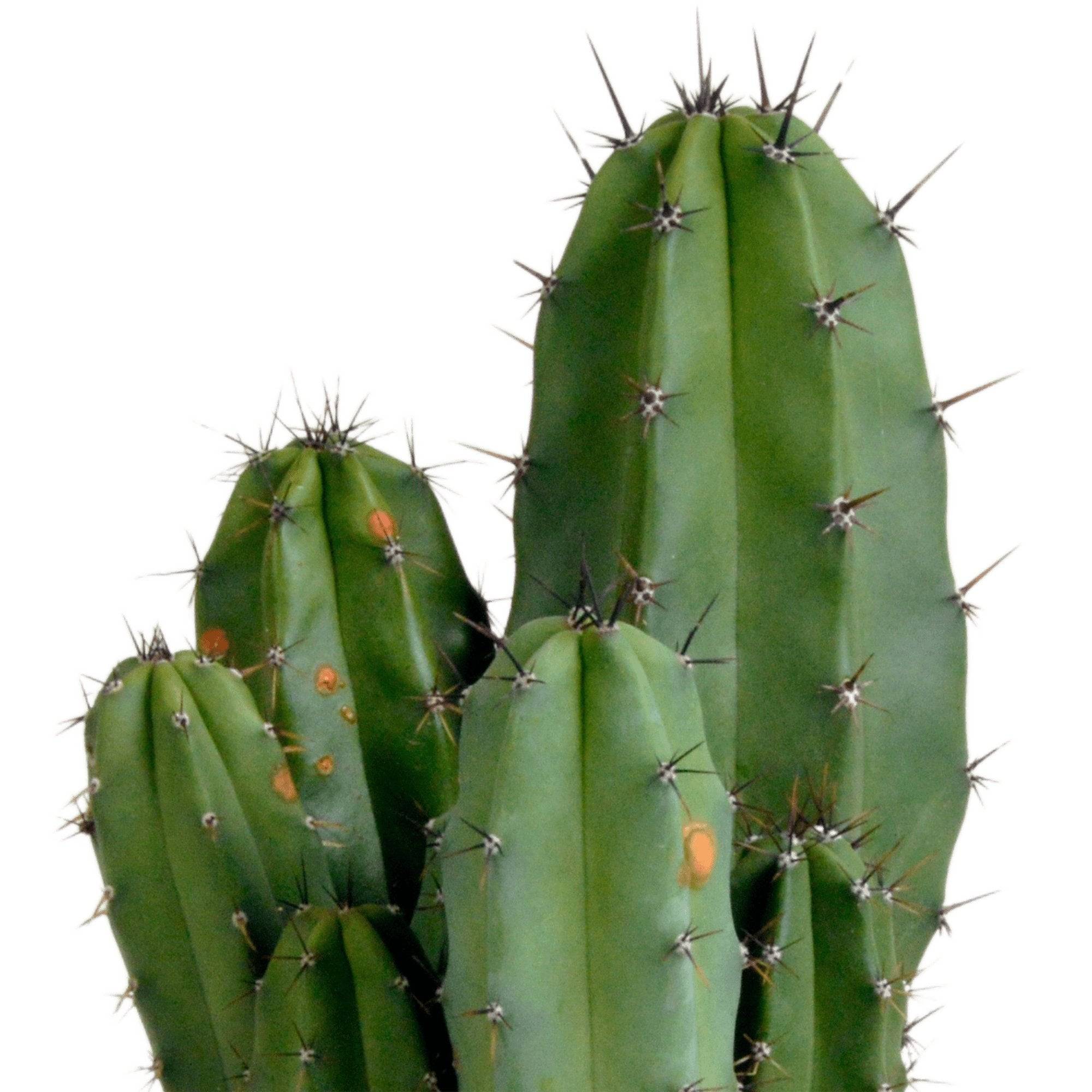Polaskia Chula - Cactus Colonnaire d'Intérieur- La Green Touch - Image 4