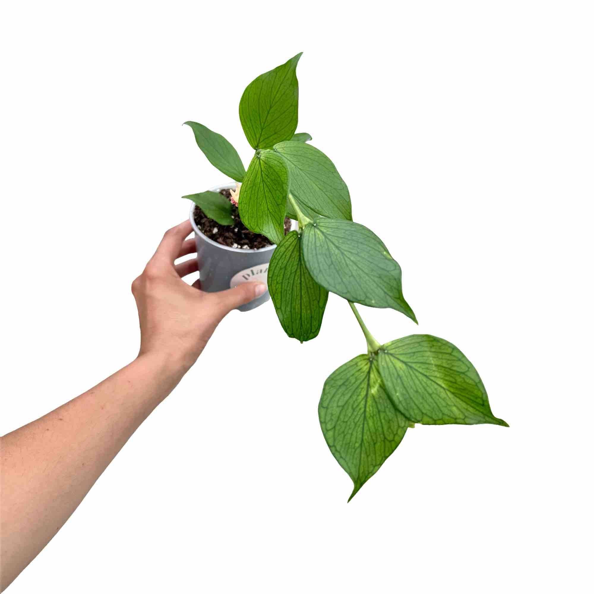 Hoya Polyneura - Pot de 9cm - Plantes d'intérieur - Image 1