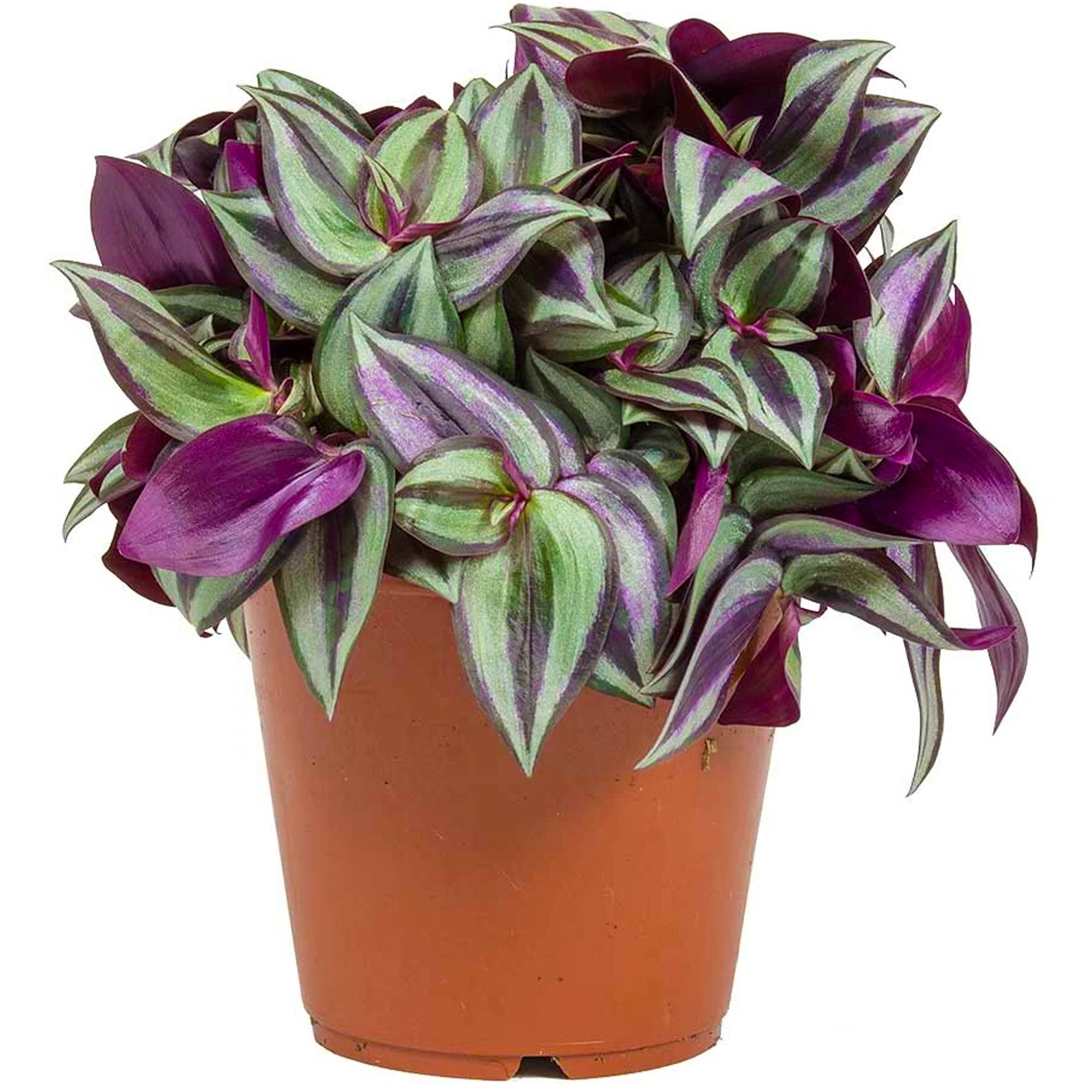 Gardenersdream - Tradescantia Zebrina | Plante Misère De Qualité Pour La Maison Ou Le Bureau | 15-25 Cm En Pot - GardenersDream - Image 2