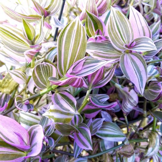 Gardenersdream - Tradescantia Zebrina | Plante Misère De Qualité Pour La Maison Ou Le Bureau | 15-25 Cm En Pot - GardenersDream - Image 3