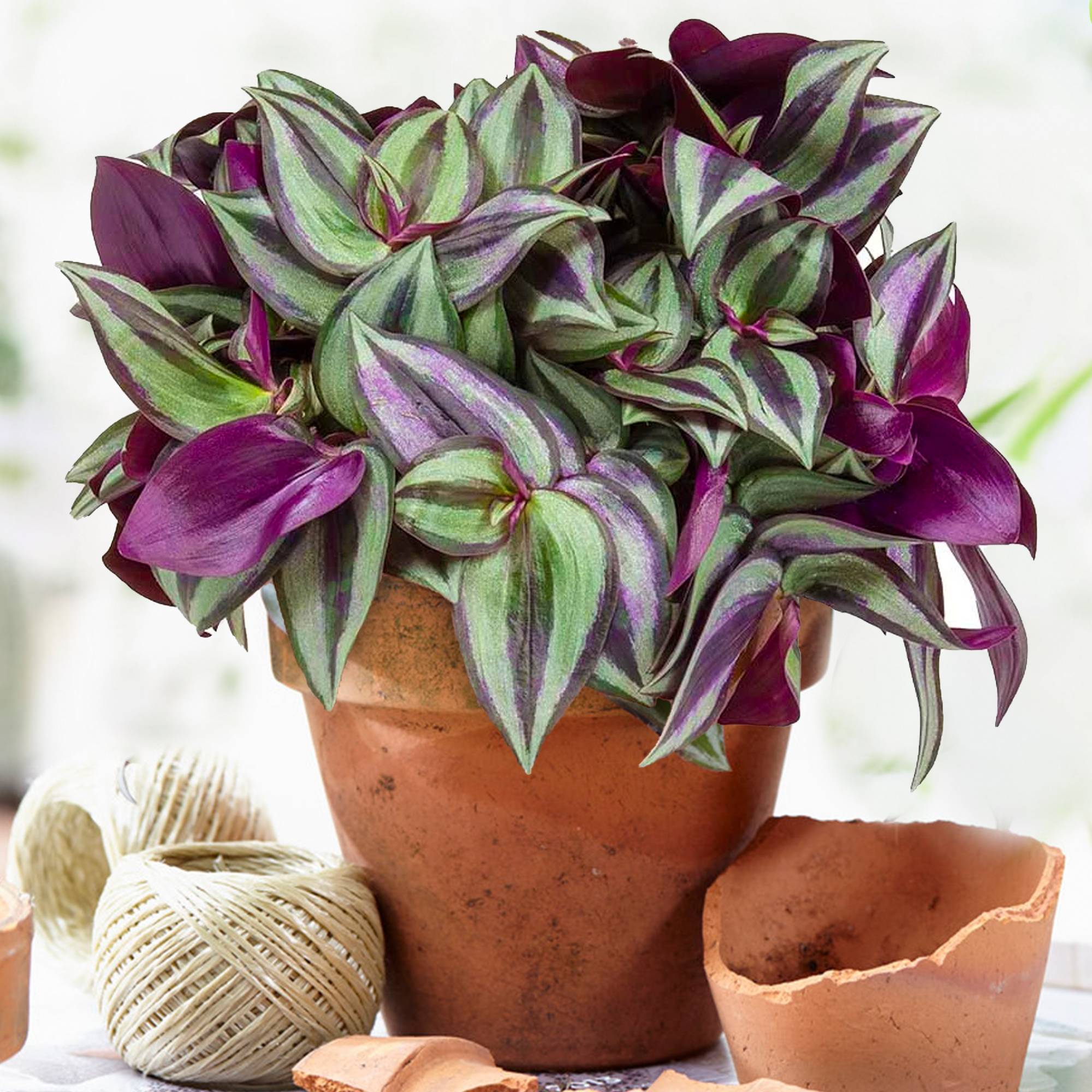 Gardenersdream - Tradescantia Zebrina | Plante Misère De Qualité Pour La Maison Ou Le Bureau | 15-25 Cm En Pot - GardenersDream - Image 1