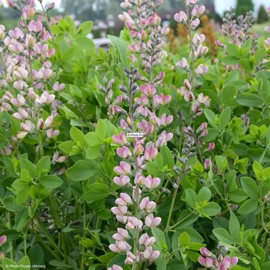 Baptisia Pink Truffles - Lupin indigo Godet de 8/9 cm