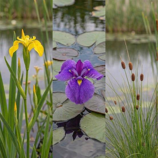 0 - Set Plantes Bassin 12 pièces - Plantes Palustres - Rustiques - Complet - Image 3