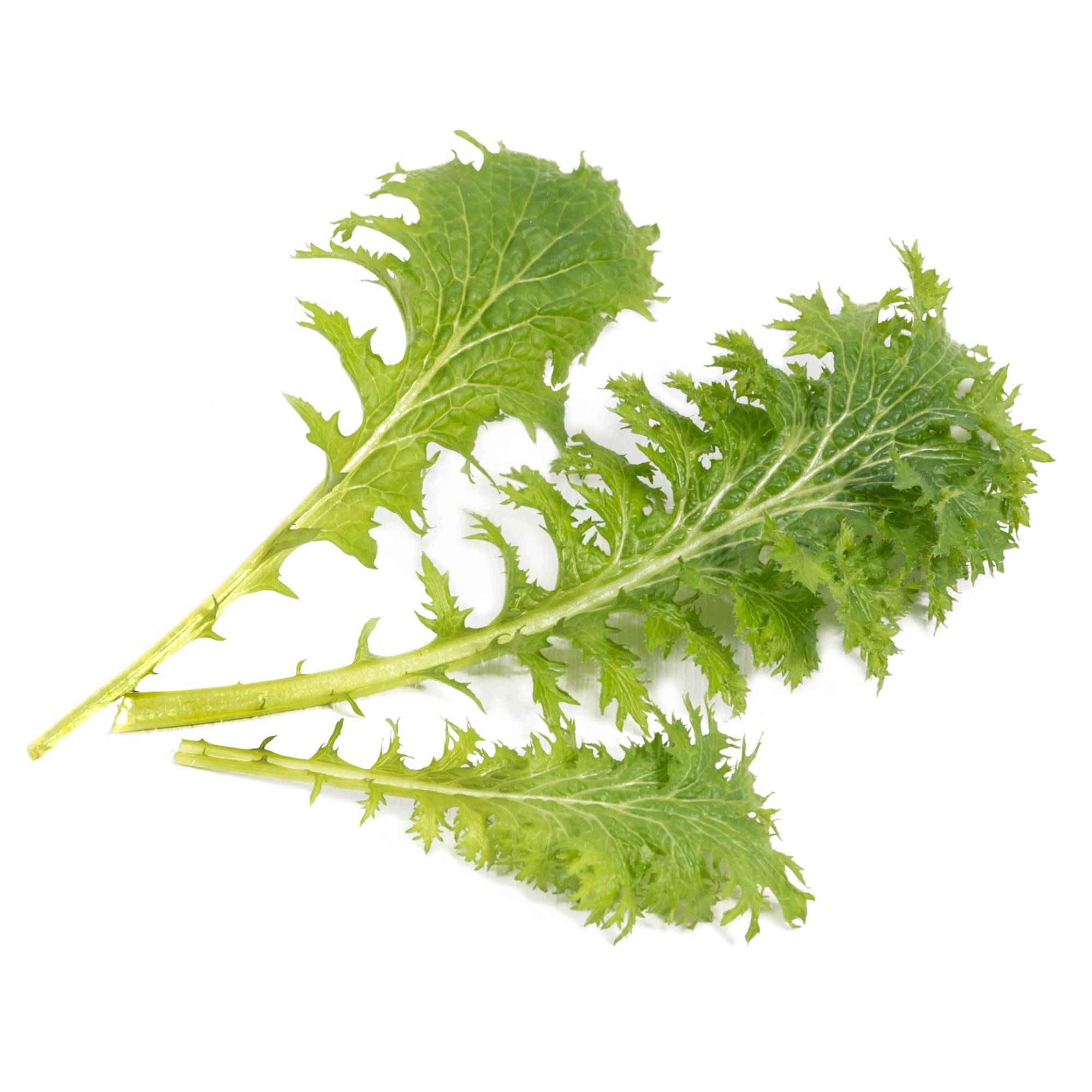 Veritable - Lingot Moutarde Wasabi BIO - Recharge prête à l'emploi - Véritable - Image 2