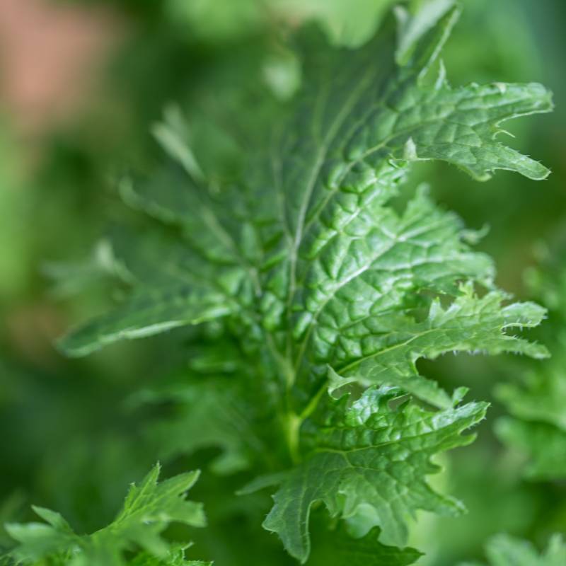 Veritable - Lingot Moutarde Wasabi BIO - Recharge prête à l'emploi - Véritable - Image 5