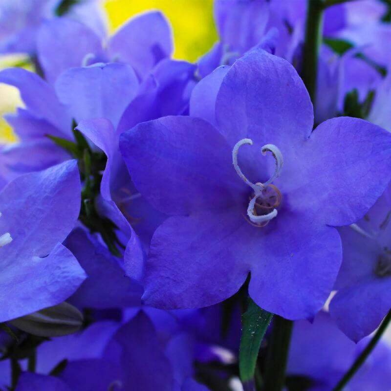 3 Campanules 'Pyramidale' Bleue (Campanula 'Pyramidalis') - Lot de 3 vivaces - Pépinières Naudet - Image 1