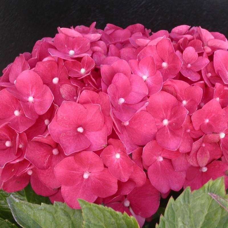 Hortensia Leuchtfeuer, Hydrangea macrophylla à fleurs Rouge - feuillage Caduc - Pot de 3L - 20/40 cm-  hauteur à maturité De 1,00 m à 1,50 m - Image 1