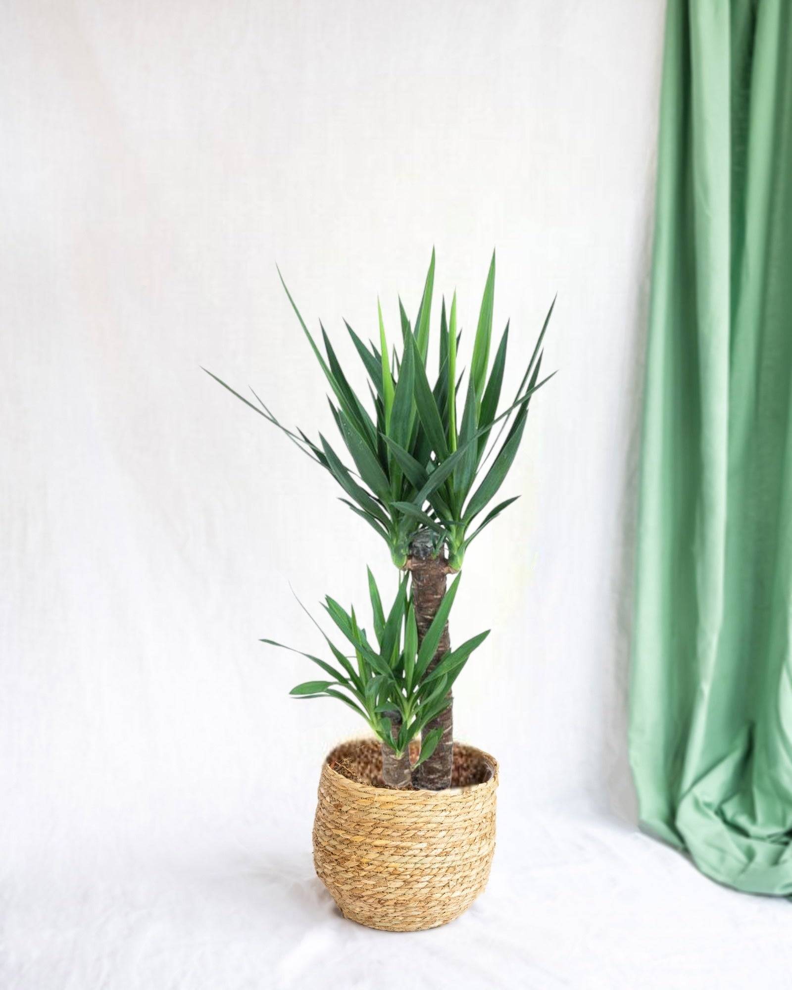 Yucca d'intérieur 100cm - Plante d'intérieur- La Green Touch - Image 3