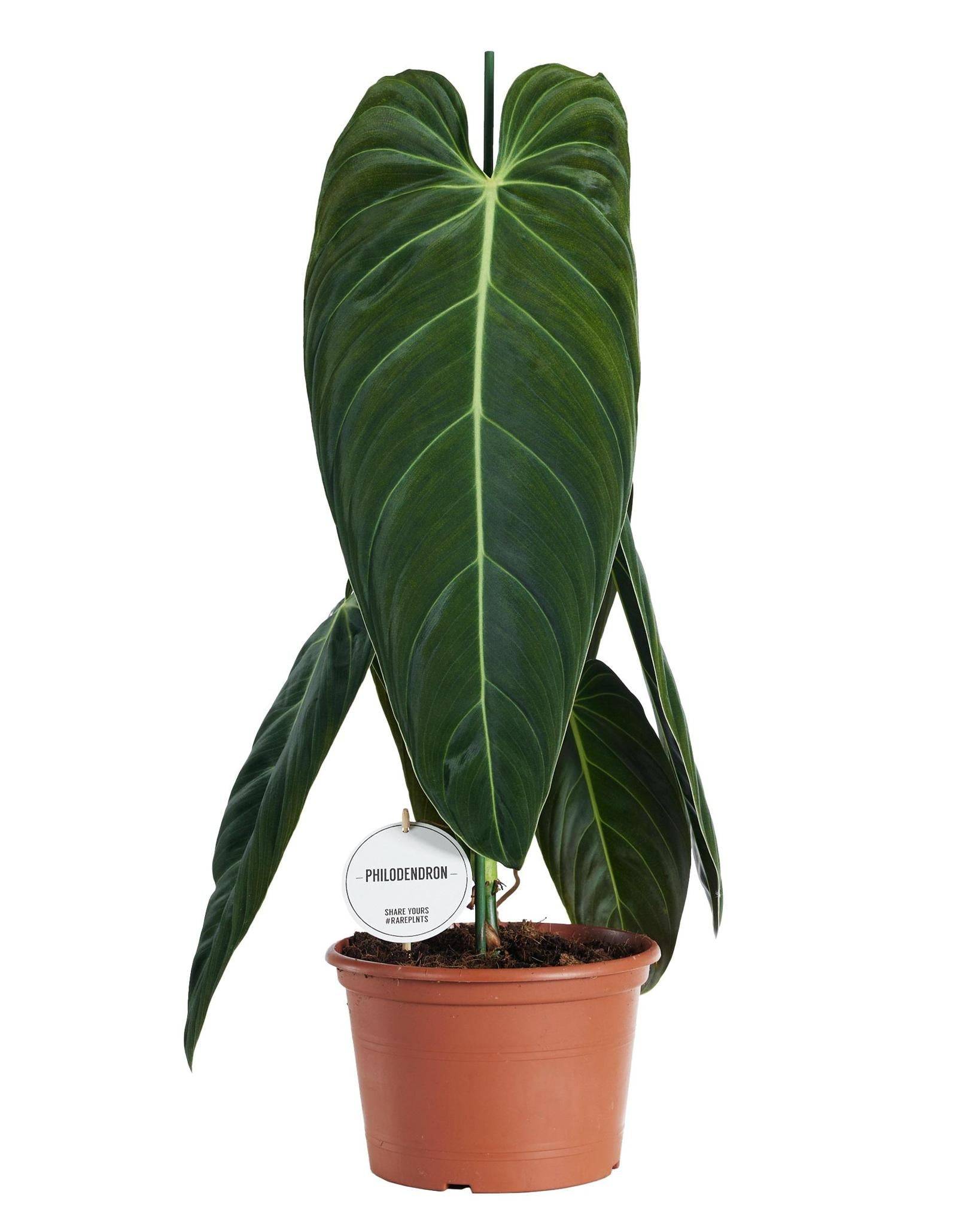 Philodendron Melanochrysum 75cm - Plante d'intérieur- La Green Touch - Image 1