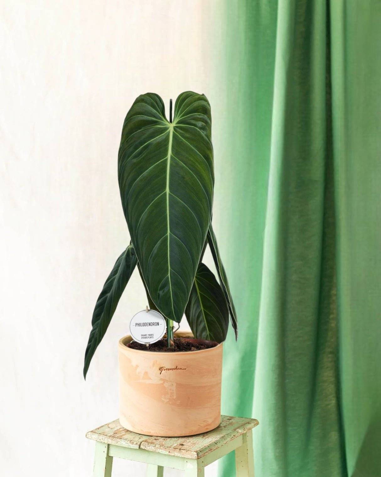 Philodendron Melanochrysum 75cm - Plante d'intérieur- La Green Touch - Image 2