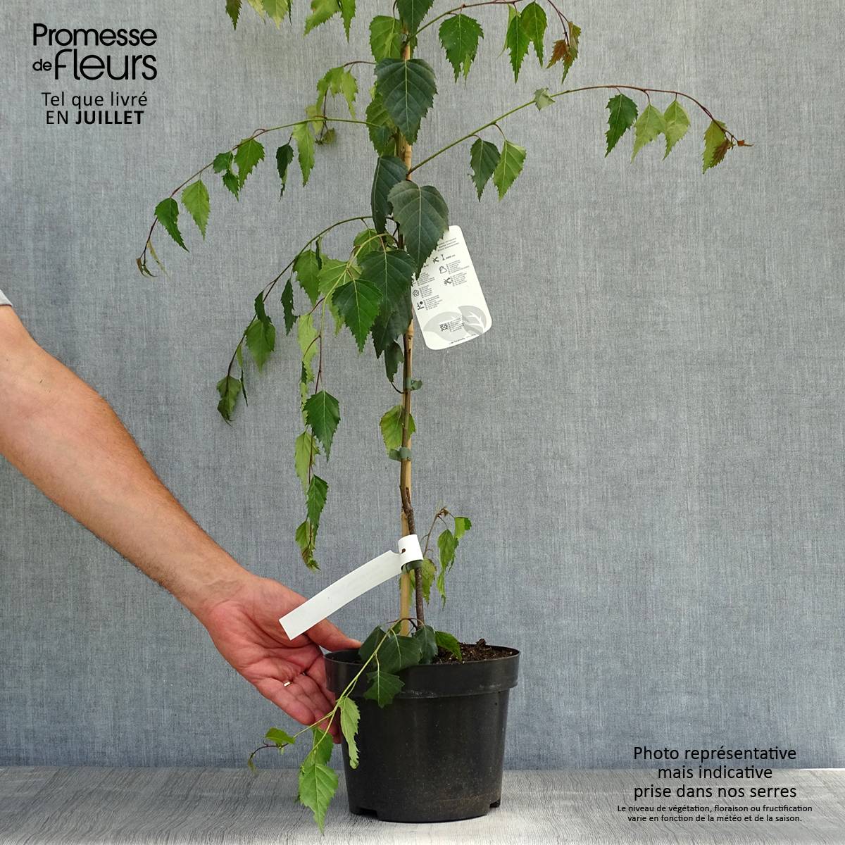 Betula pendula Tristis - Bouleau pleureur Pot de 2L/3L - Image 2